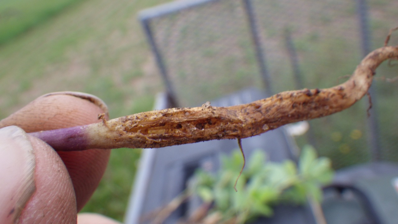 It's a bug's life Seeing maggots in your beans?