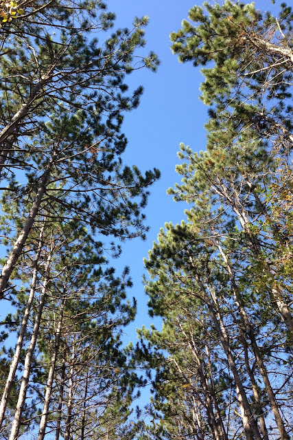 nature, pines, blue skies, Anne Butera, My Giant Strawberry