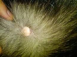 Large Lump On Back Of Dog S Neck Large Lump On Back Of Dog S Neck