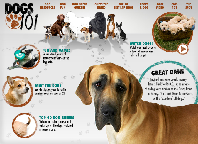 great dane dogs 101