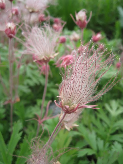 prairie smoke