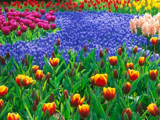 flowers for flower lovers.: flowers gardens.