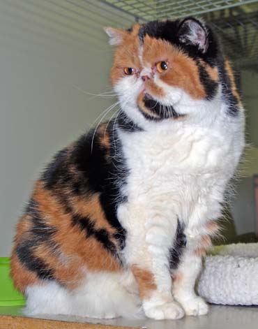 Fun Animals Wiki Videos Pictures Stories Exotic Shorthair Cats
