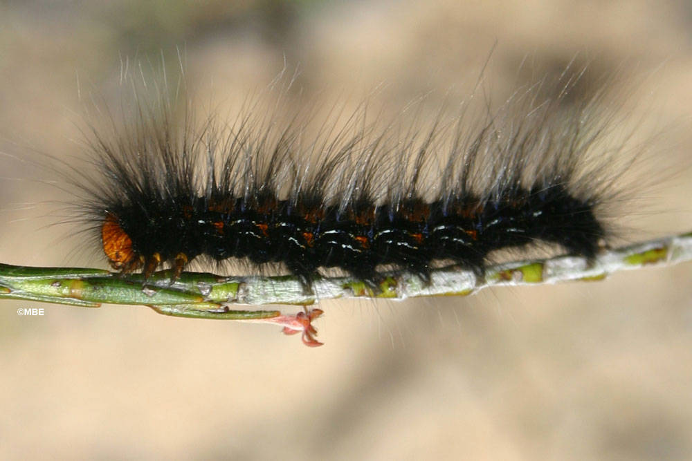 caterpillar caterpillar poem
