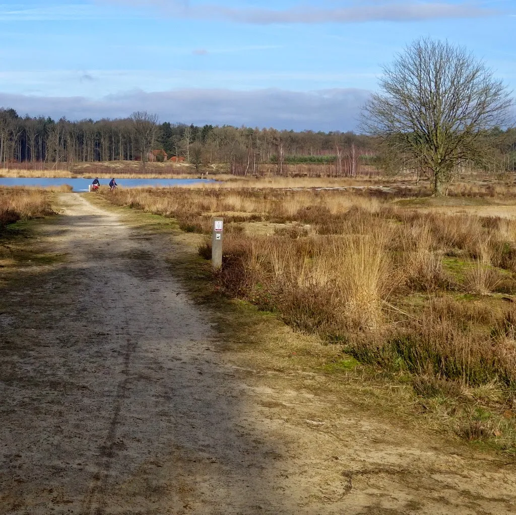 Averbode bos en heide © ludo rutten