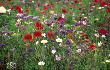Bee Friendly Flowers