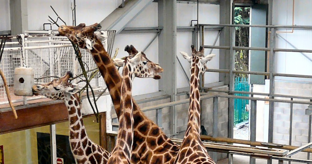 Ackworth born, gone West Giraffes at Blackpool Zoo