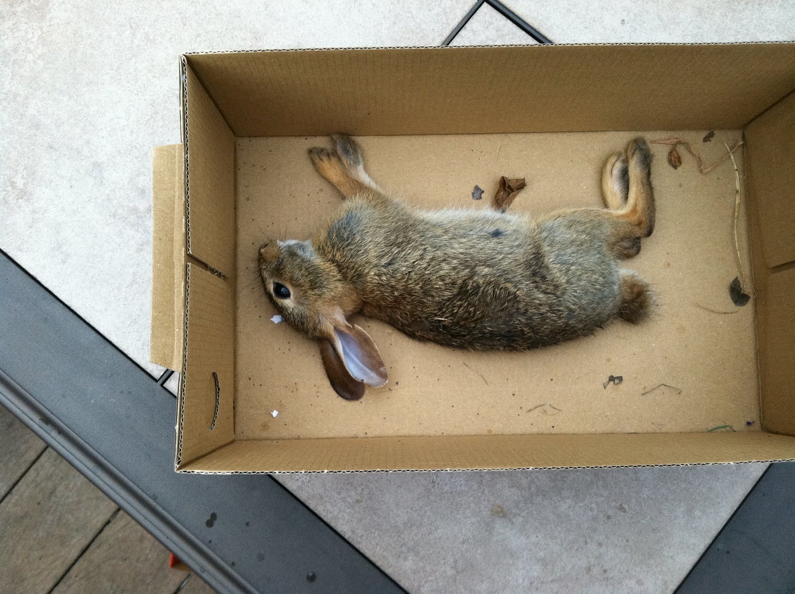 My Personal Lyme Disease Fight Tick's Tick's Tick's!!!!