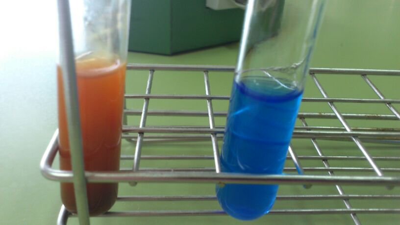 Proyecto Integrado de Biología y Geología: Práctica 3: Prueba para el