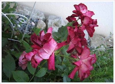 Burgundy Ice Burgunderfarbene Rose