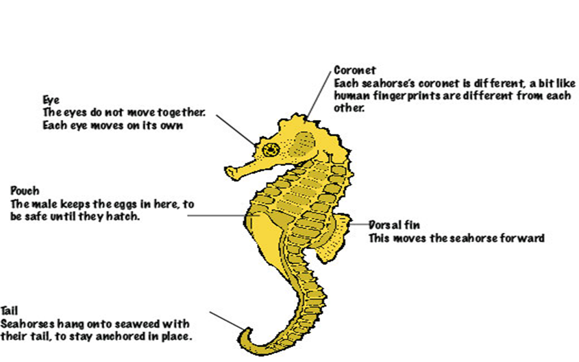 Sea Horse Facts