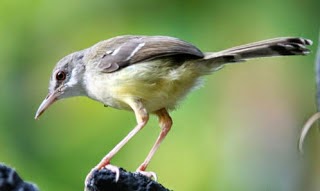 Gambar Cara Merawat Burung Ciblek Kebun