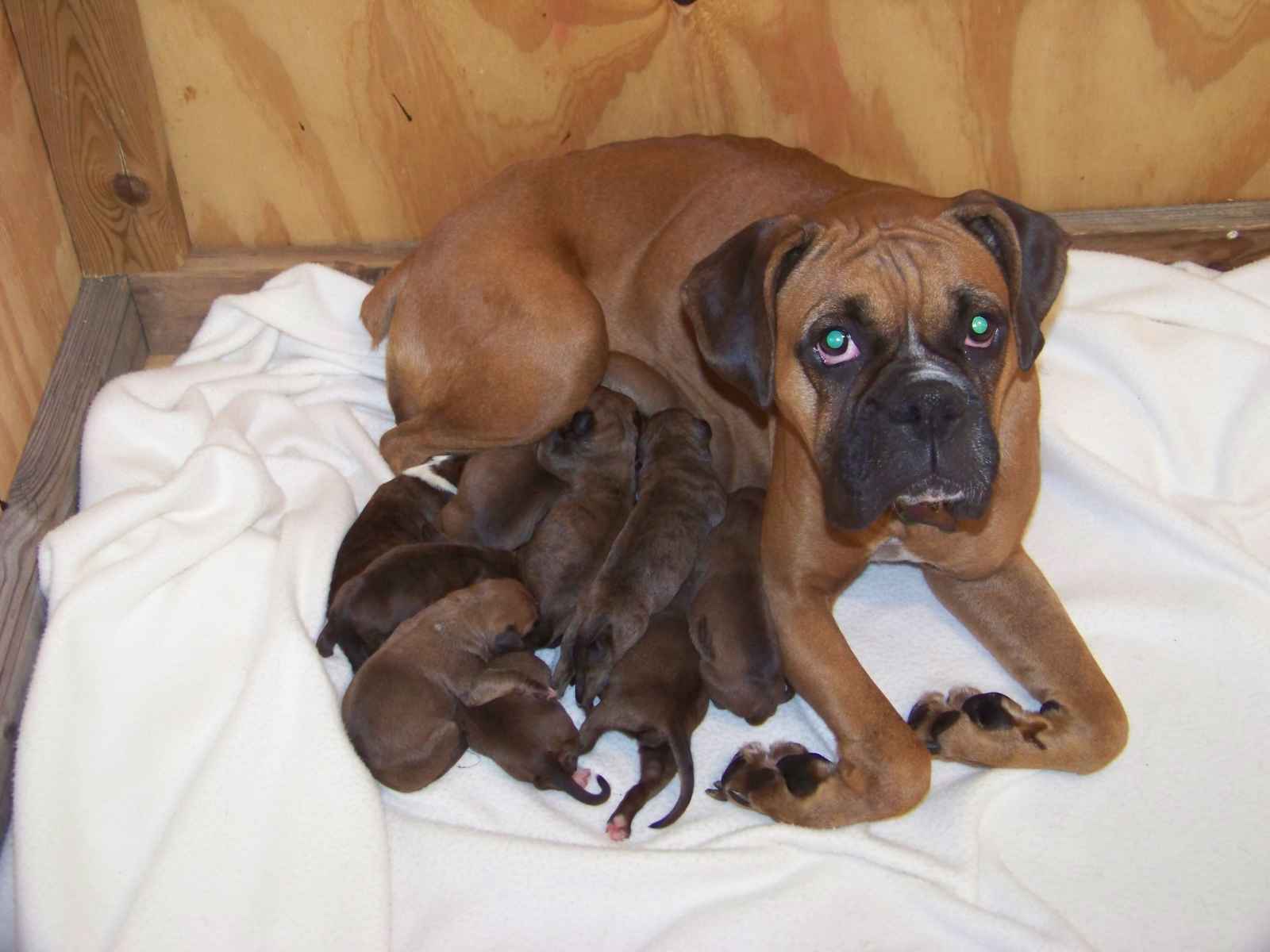 miniature boxer puppies for sale near me miniature boxer puppies for sale near me