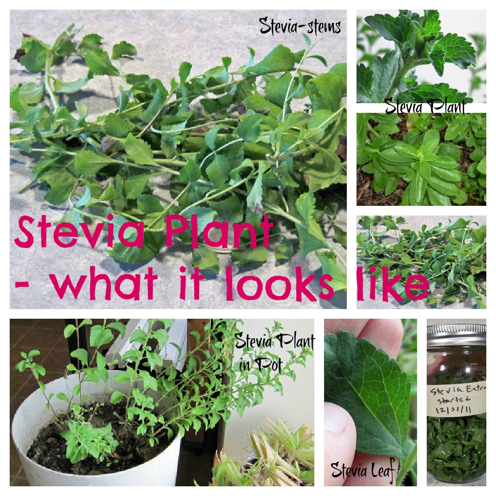 Home Ideazz How to Grow & Use Stevia Plant for Natural Sweetening