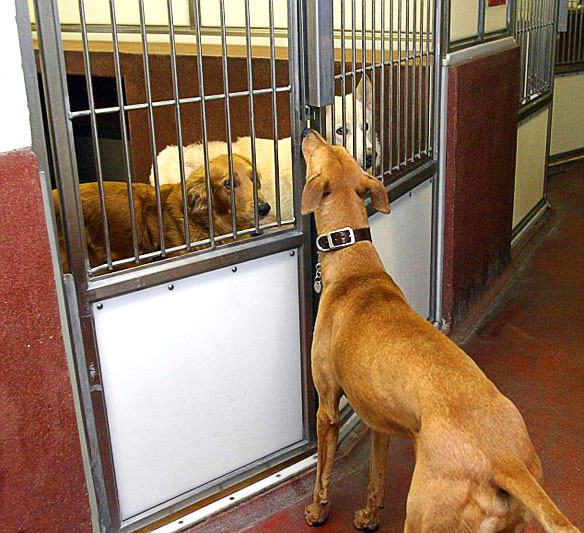 VIDEO Who Let the DOGS Out? The Great Shelter Escape! BOLD and