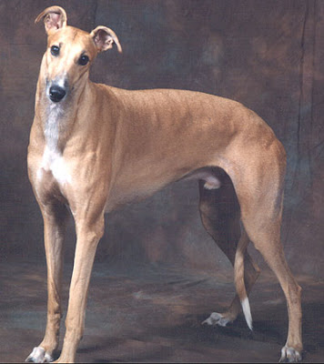 Greyhound Dog Breed Pictures