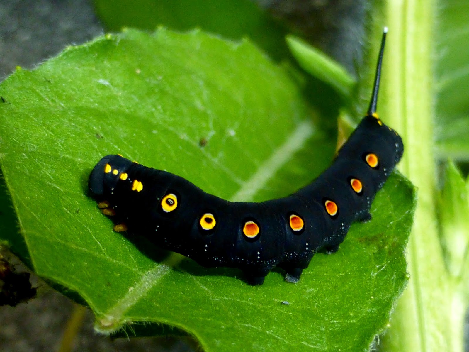 Theretra oldenlandiae Theretra oldenlandiae caterpillar