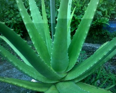1000+ Gambar Daun Lidah Buaya Paling Keren 1000+ Gambar Daun Lidah Buaya Paling Keren