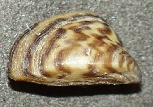 koi-pond-zebra-mussels-2.jpg