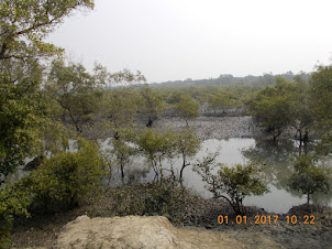 A "Bird's Eye View" of the Sunderbans Mangrove forest in Pakharala on Gosaba Island.