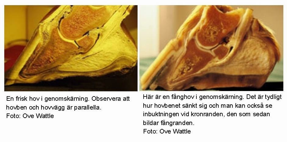 loppfrö till häst loppfrö till häst