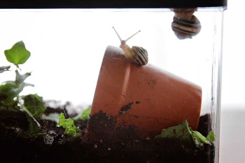 SugarPickle Designs How to take care of your pet garden snail!