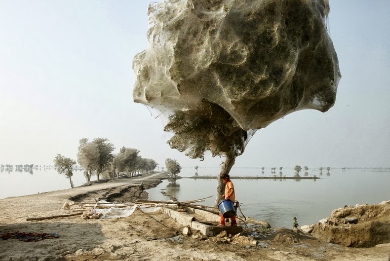 Spiderweb cocooned trees in Pakistan - 15 Things You Won't Believe Actually Exist In Nature