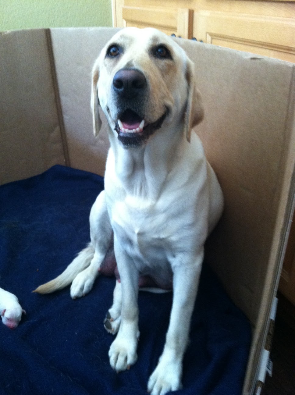 WHITE ENGLISH LABRADOR PUPPIES FOR SALE