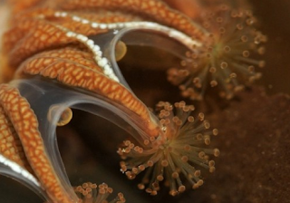 Ubur-ubur Kosta Rika (Costa Rican Jellyfish)