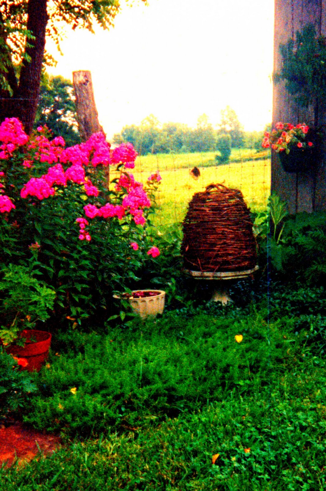 Apron Strings and Favorite Things Herb Gardening in Kentucky