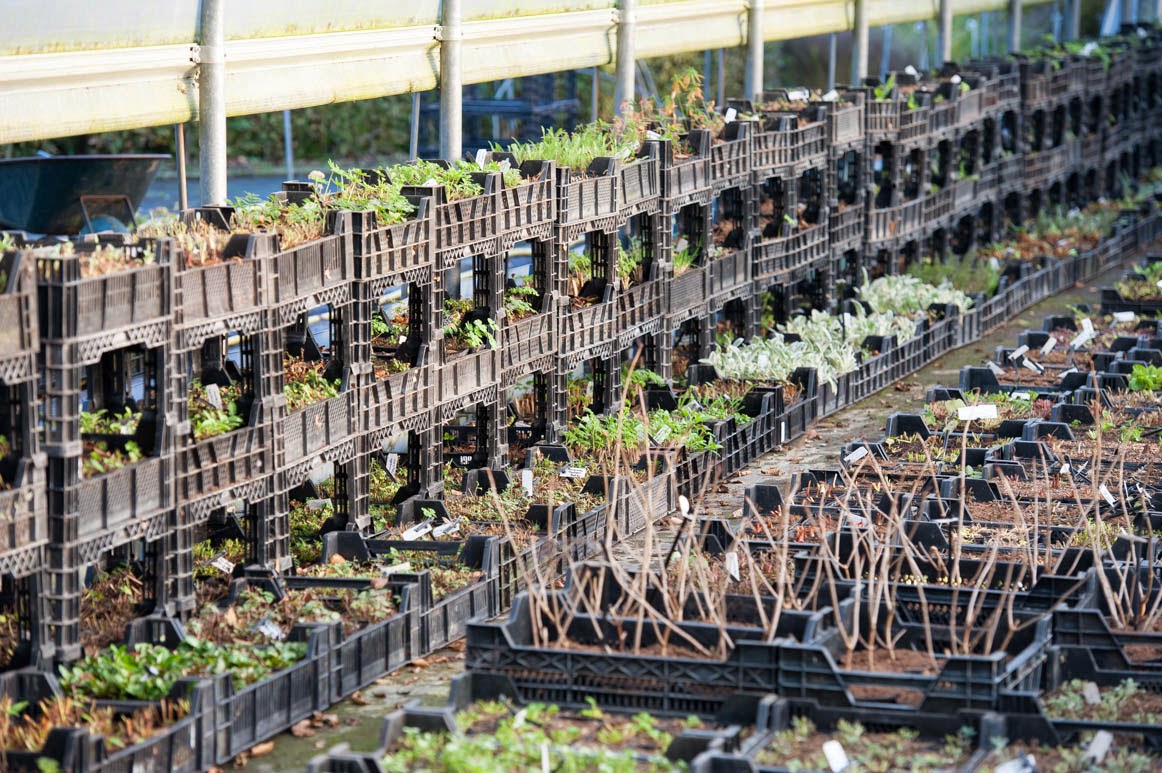 Kwekerij de kleine plantage: november 2014