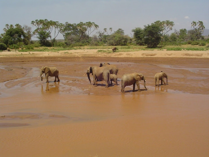A Herd of African Elephants.