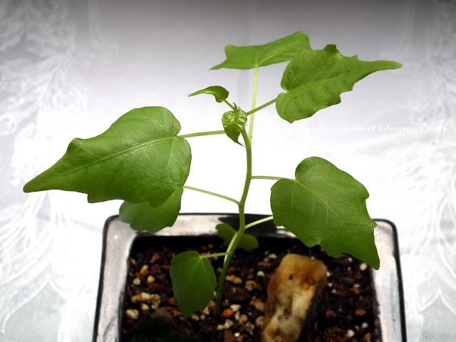 Ficus Religiosa seedling with heart-shaped leaves