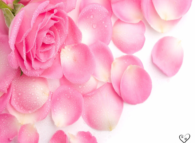 Pink Roses Wallpapers