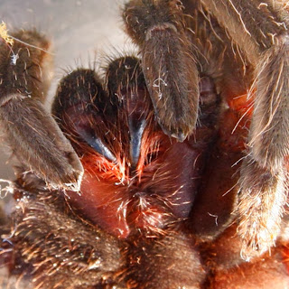 Aranha caranguejeira (Tarântula) Aranha caranguejeira (Tarântula)