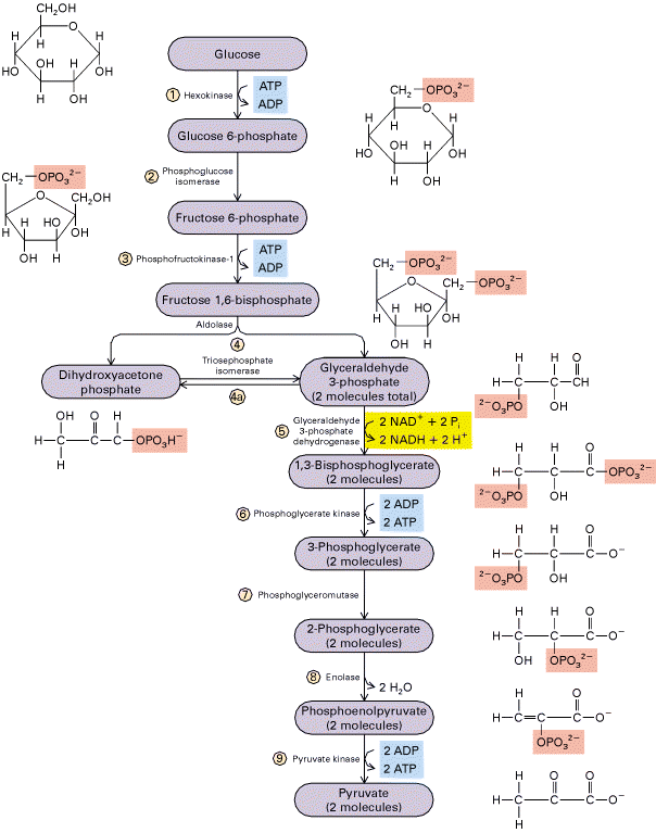 Carmen ) GLUCÓLISIS