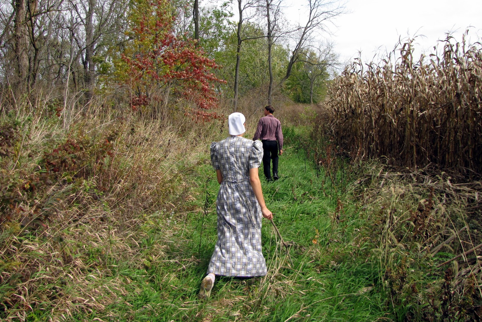 Biggest Sycamore Tree