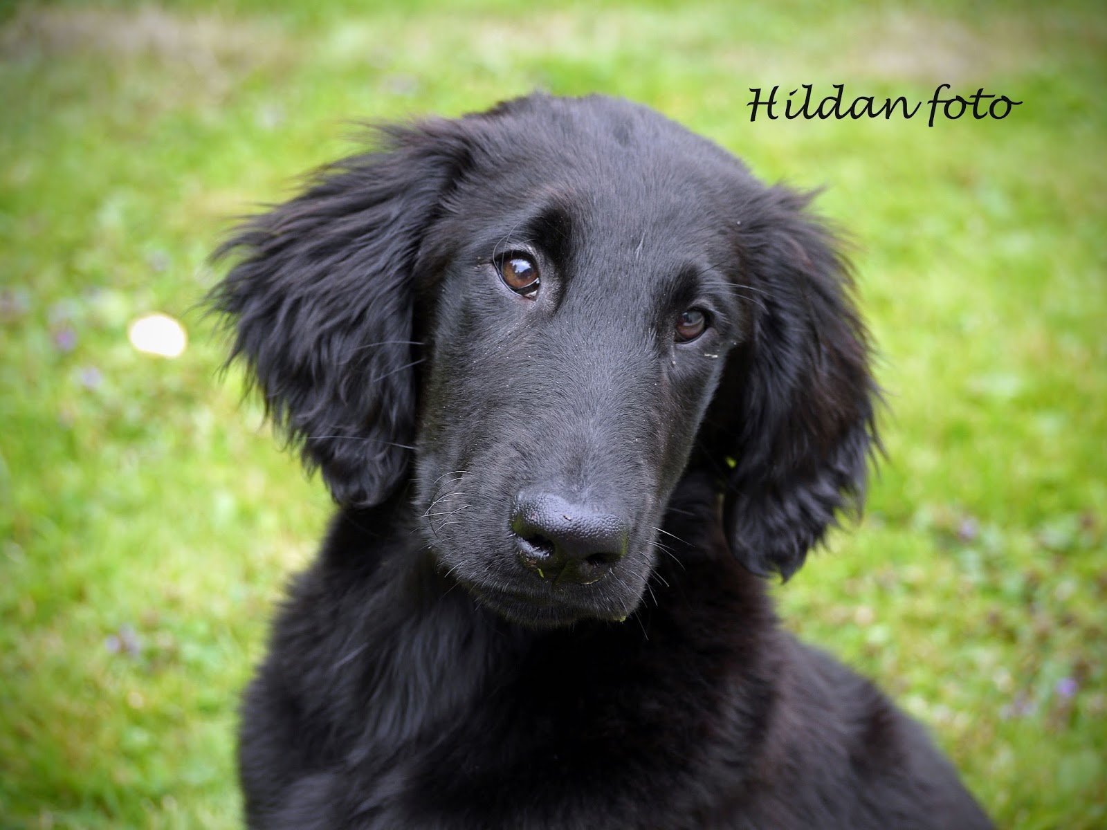 Hildan foto Vår Flatcoated retriever valp