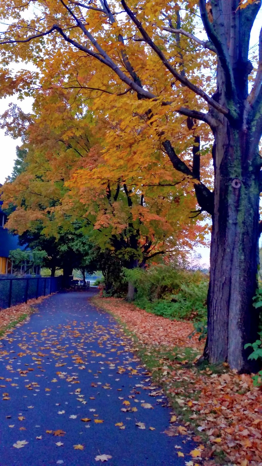 The River Walk, Upper Charles River Reservation Waltham, MA