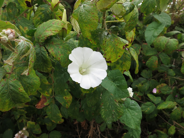 Convolvulus flower with blackberry leaves.