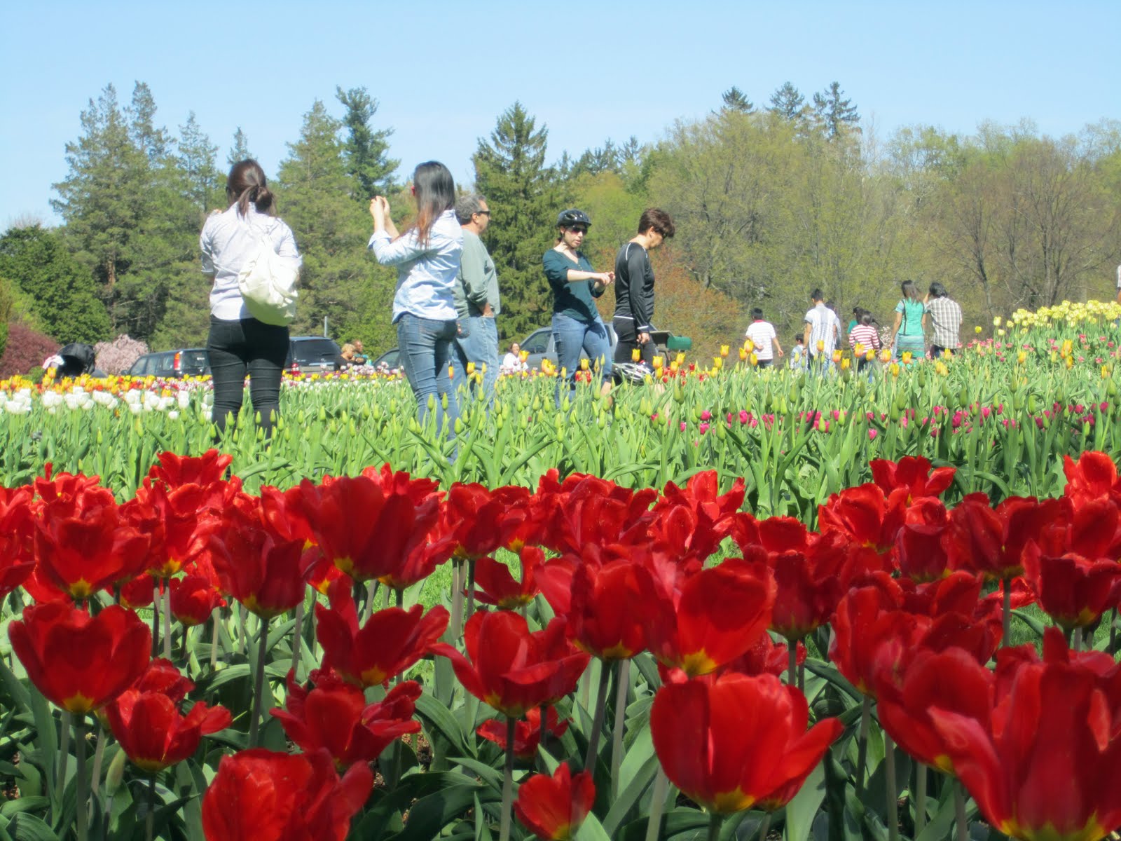 Naples and Hartford in Season Elizabeth Park at Tulip Time