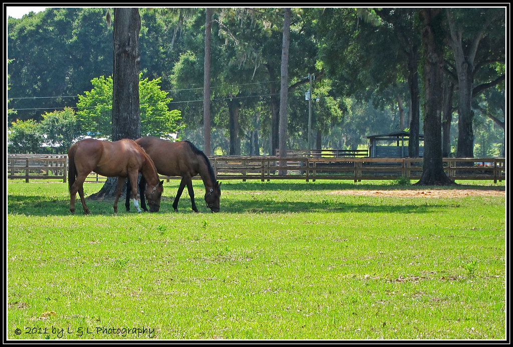 Ocala, Central Florida & Beyond Another small Ocala horse farm...