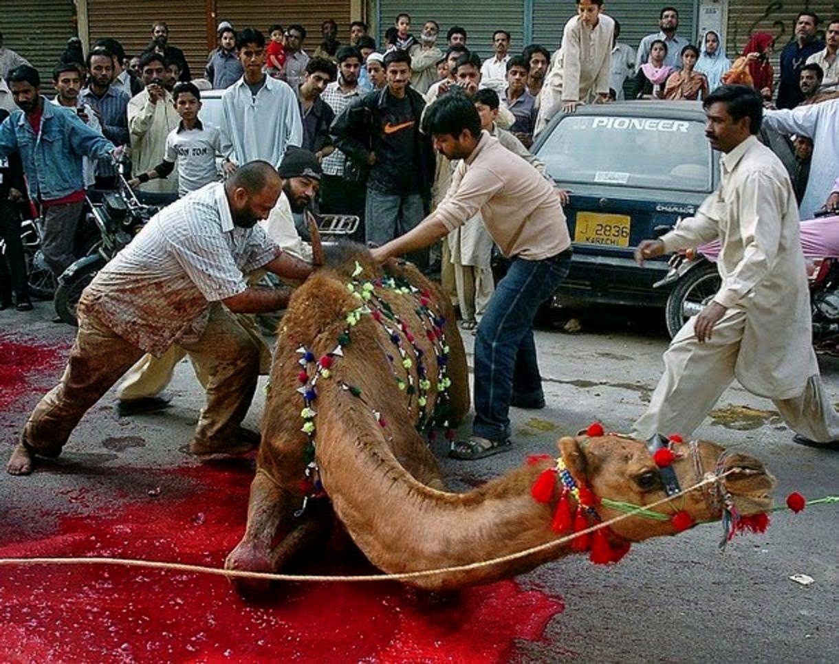 Camel+Qurbani+Karachi ... camel qurbani pictures bakra eid camel qurbani fotos bakra eid camel