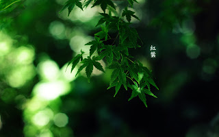 Bambo Leaves Macro Photography Nature Beauty HD Wallpaper