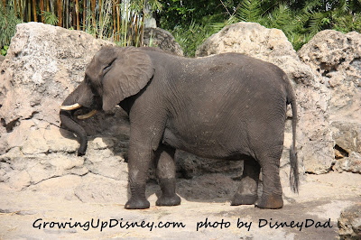 growing up disney AK elephant
