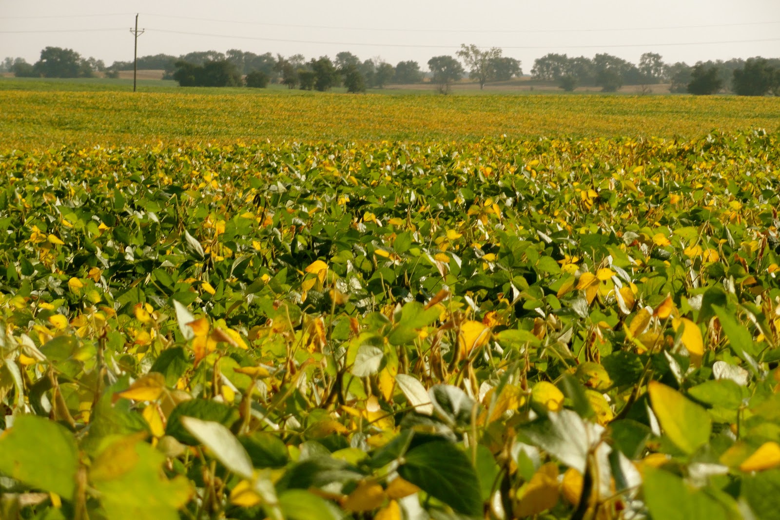Griggs Dakota Raising Soybeans Through the Seasons