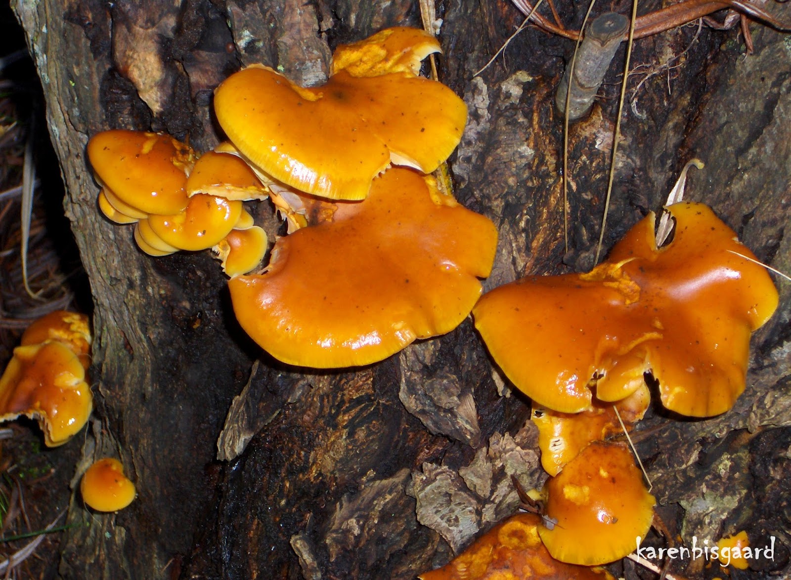 Karen`s Nature Photography Shelf Mushrooms Growing on Decaying Tree Trunk.