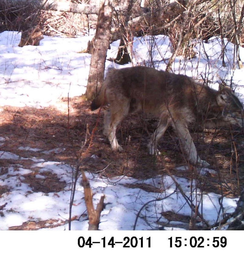 Bow Narrows Camp Blog on Red Lake Ontario Wolves of the winter are