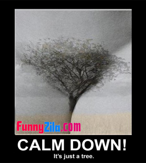 Calm+Down+%2521+It%2527s+Just+a+Tree.jpg