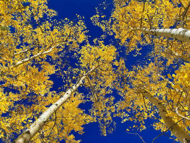 Steve’s Fine Finish: FACEBOOK PROMOTION FOR OUR RETAIL WEBSITE